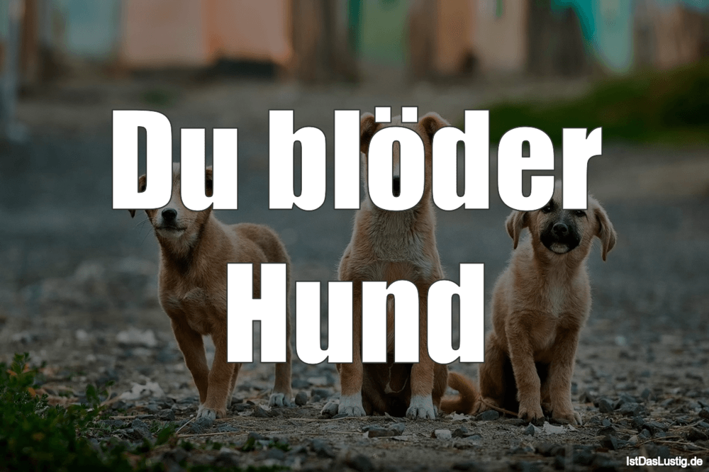 Lustiger BilderSpruch - Du blöder Hund