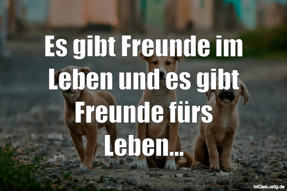 Lustiger BilderSpruch - Es gibt Freunde im Leben und es gibt Freunde fü...