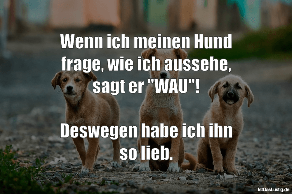 Lustiger BilderSpruch - Wenn ich meinen Hund frage, wie ich aussehe, sa...