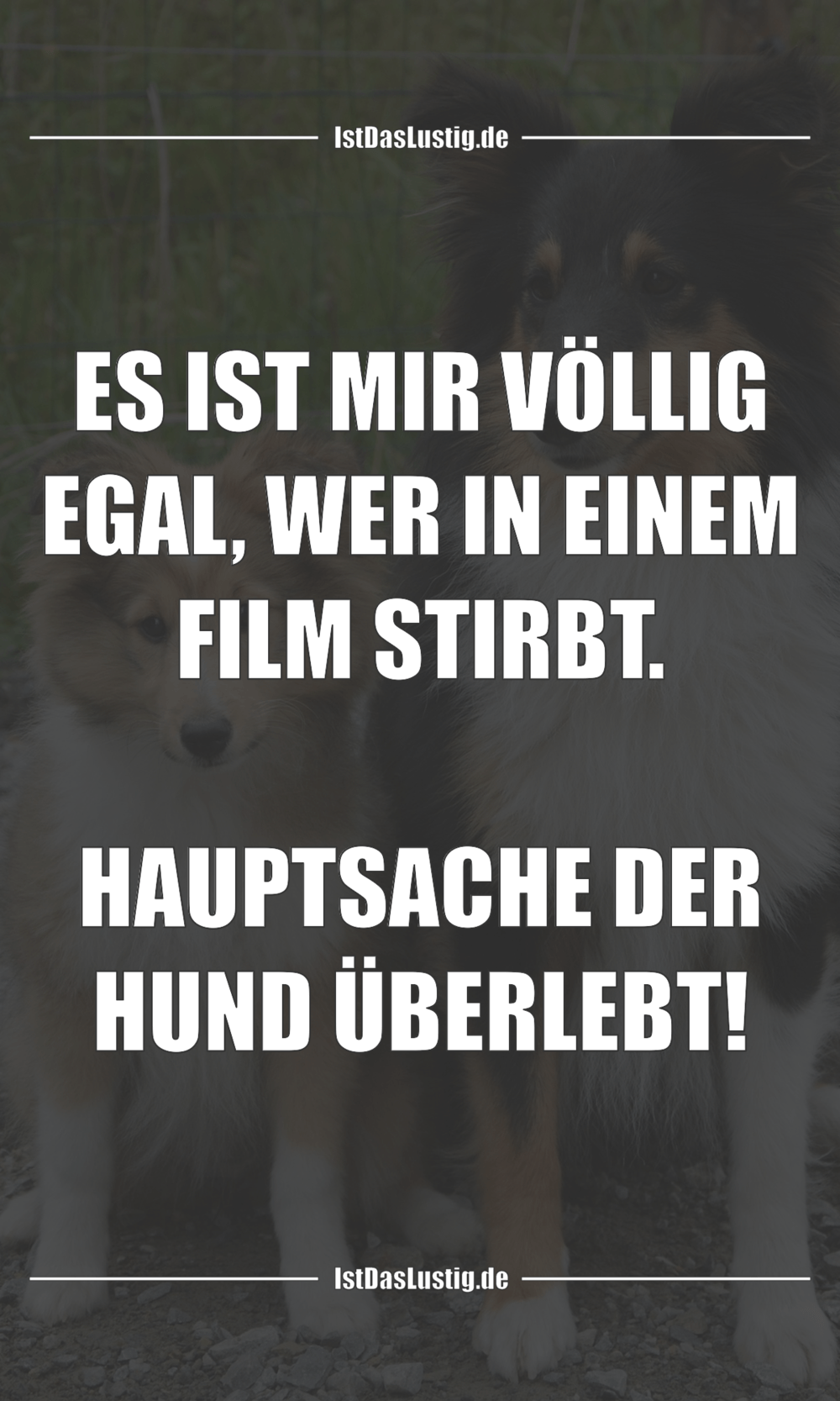 Spruche Spruche Hunde