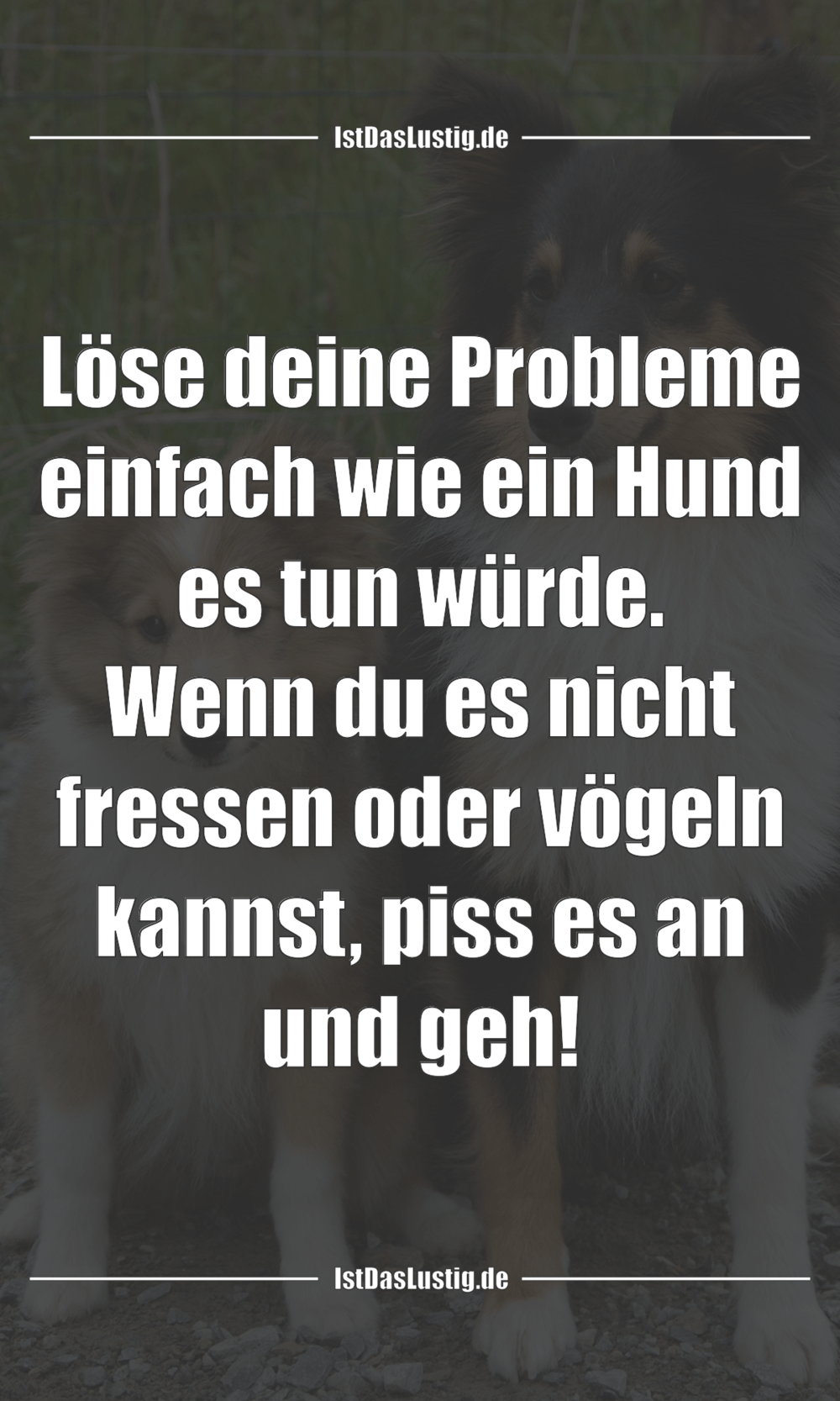 Lustiger BilderSpruch - Löse deine Probleme einfach wie ein Hund es tun...