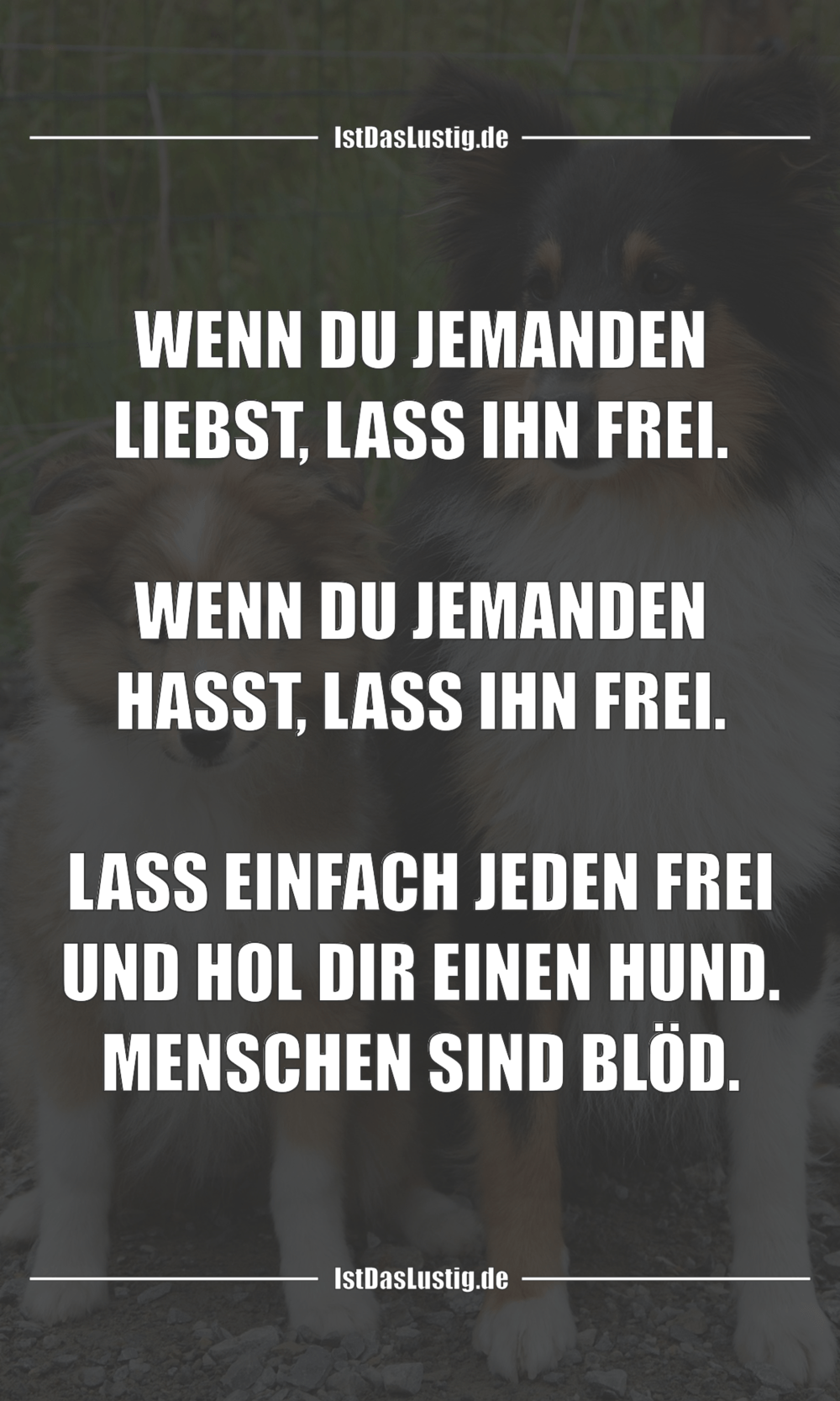 Die Besten 47 Hund Spruche Auf Istdaslustig De