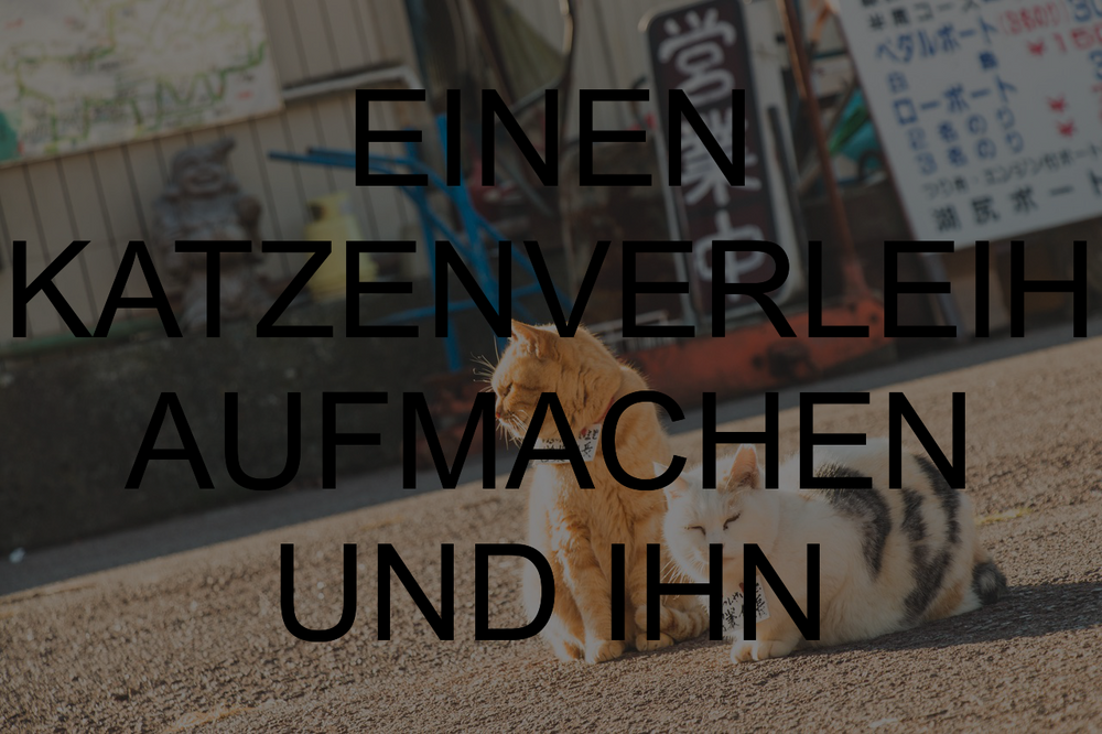 Unterschied Zwischen Katzen Und Menschen Lustige Spruche