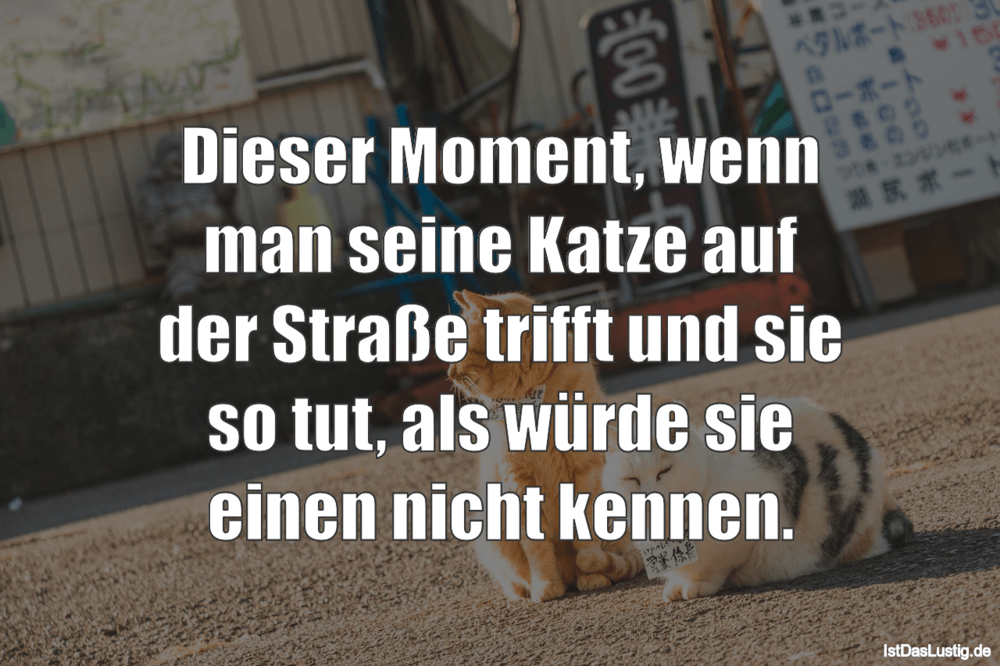 Lustiger BilderSpruch - Dieser Moment, wenn man seine Katze auf der...