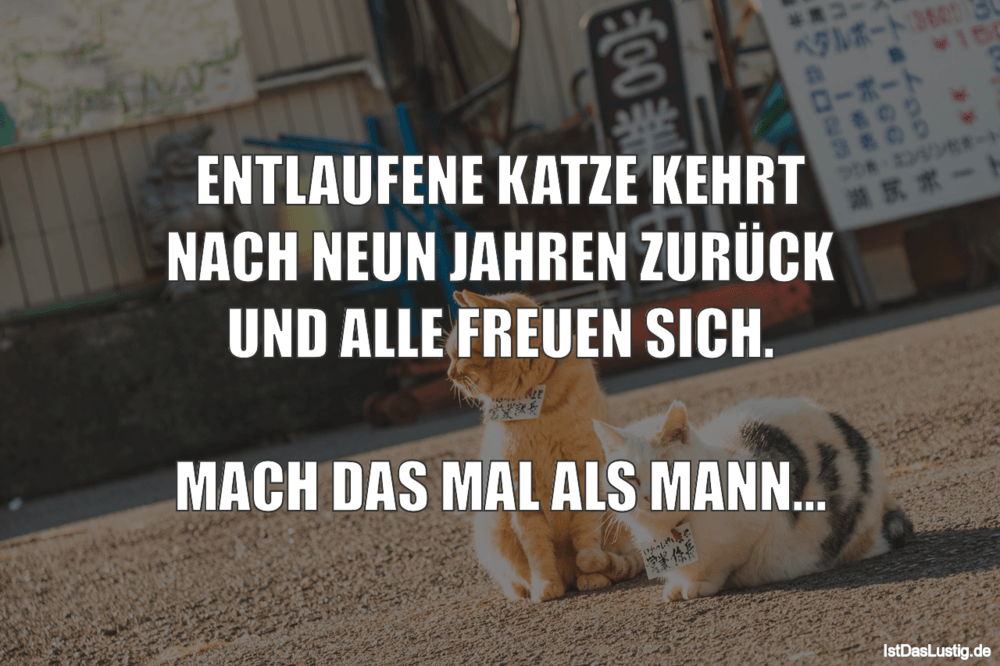 Katzenspruche Tolle Spruche Fur Alle Katzenliebhaber