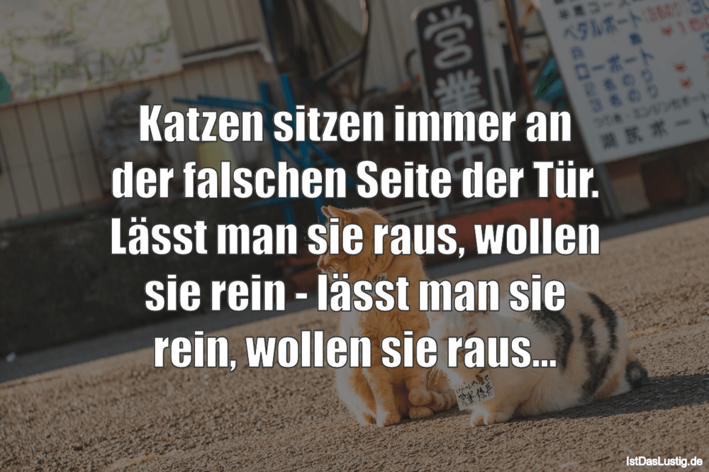 17 Katzen Die Weihnachten Lieben