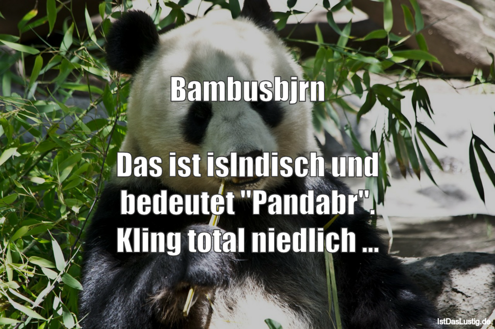 Lustiger BilderSpruch - Bambusbjörn  Das ist isländisch und bedeutet...