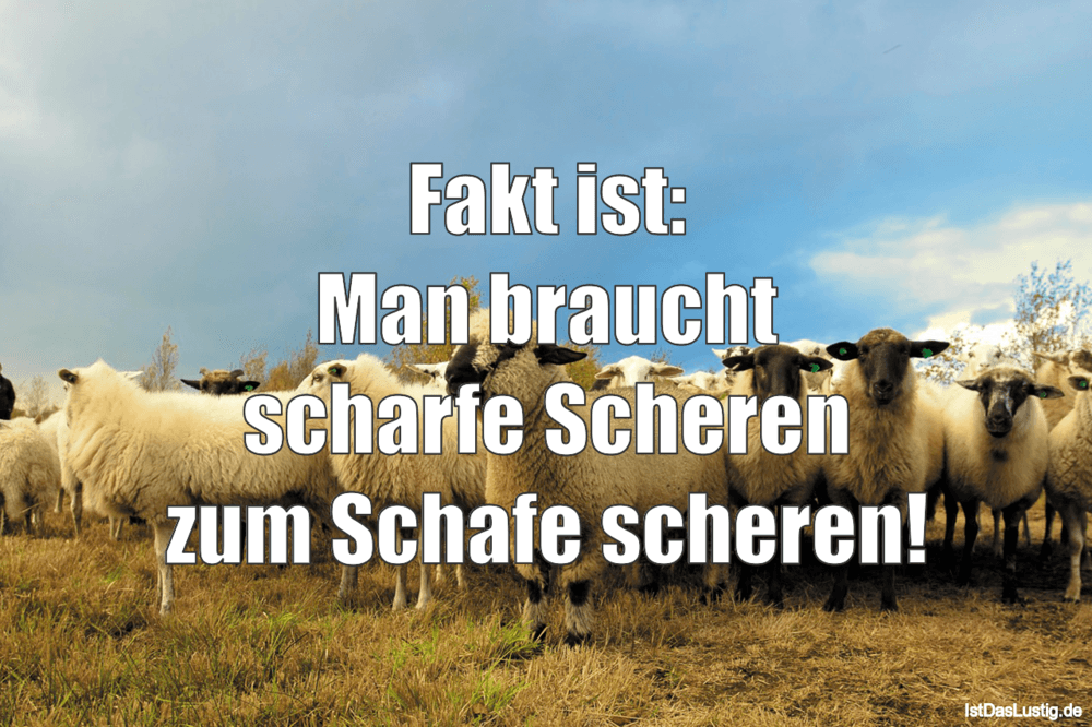 Download Schafe lustige sprueche For Android Free Schafe Lustige Sprueche