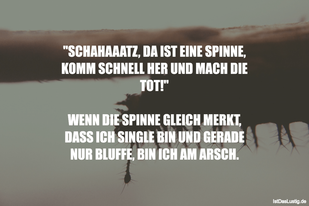 Lustiger BilderSpruch - "SCHAHAAATZ, DA IST EINE SPINNE‚ KOMM SCHNELL...