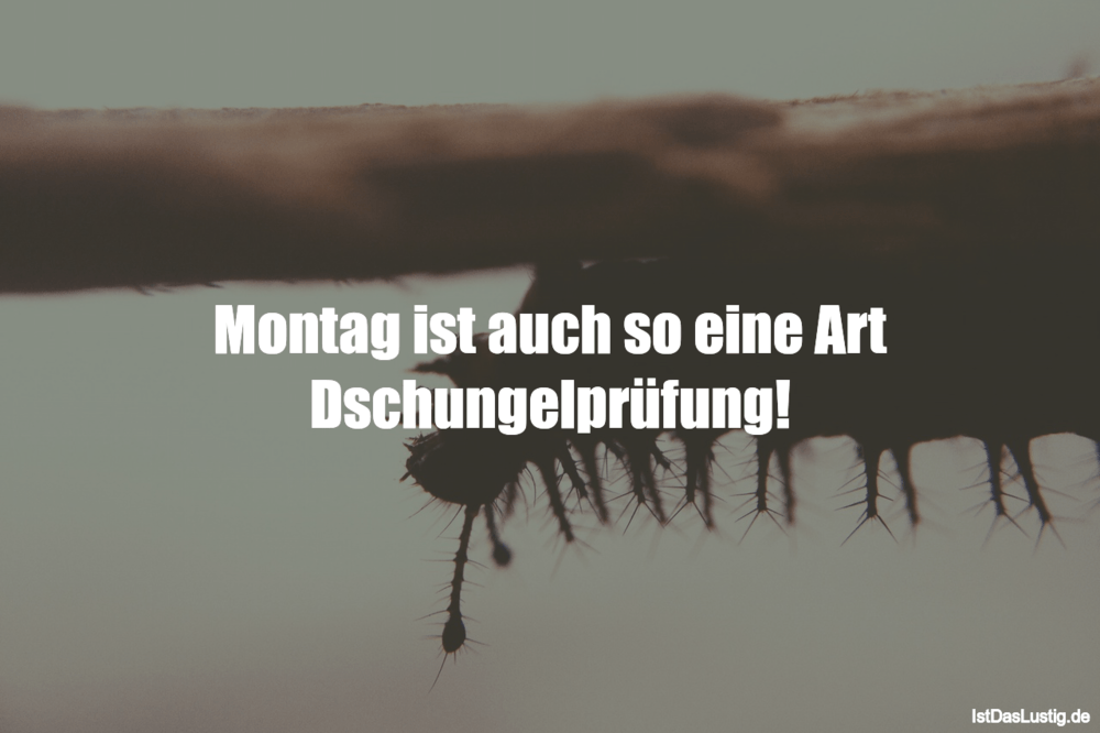 Lustige Sprüche zum Thema "Montag"
